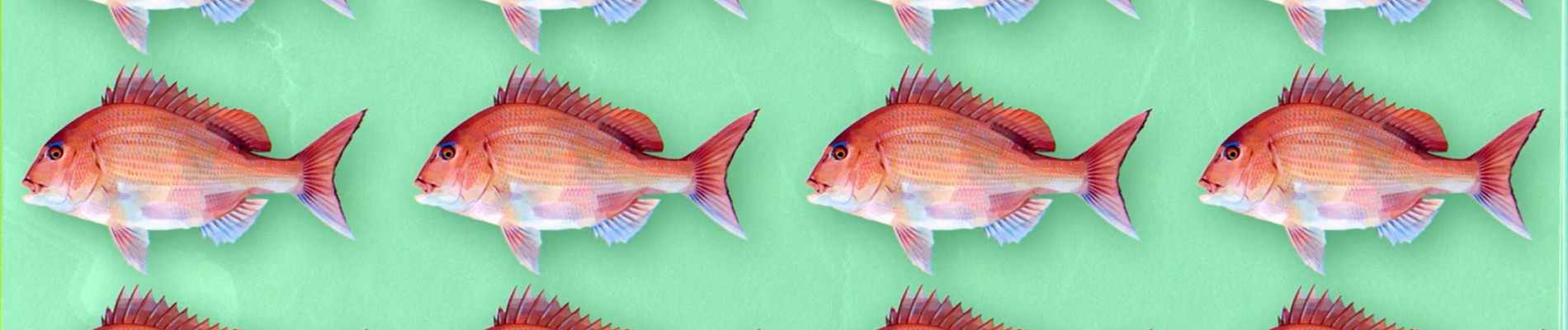 Negative Positive Angler